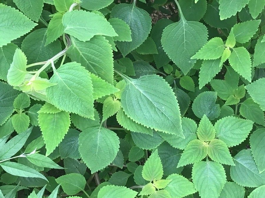 Plectranthus shirensis — search result for 'Plectranthus'