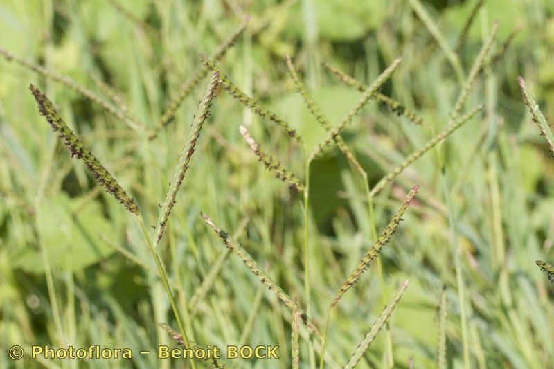 Paspalum paucispicatum habit