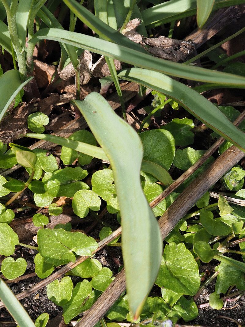 Tulipa biflora leaf