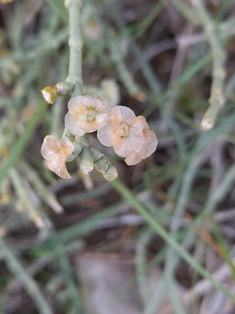 Haloxylon persicum fruit