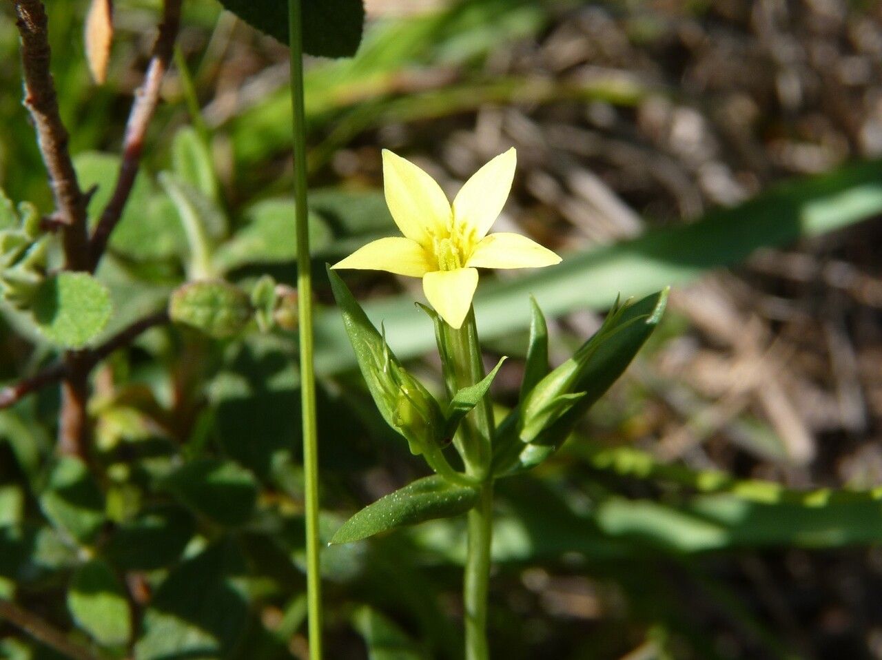 Centaurium maritimum flower