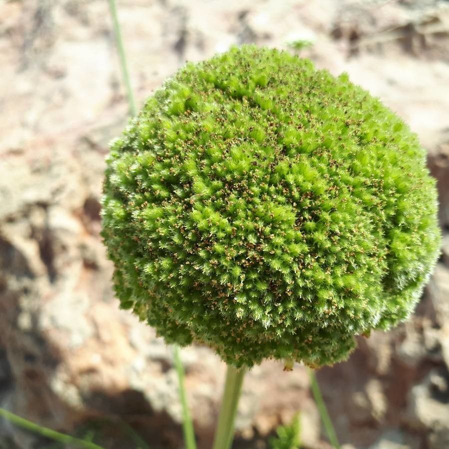 Visnaga daucoides fruit