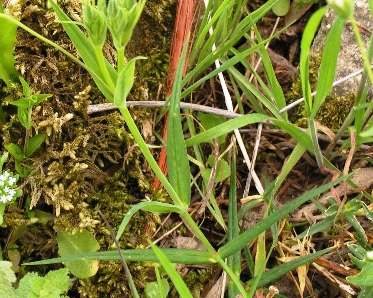 Stellaria holostea — search result for 'Stellaria'