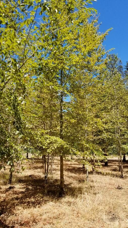 Nothofagus alessandrii habit