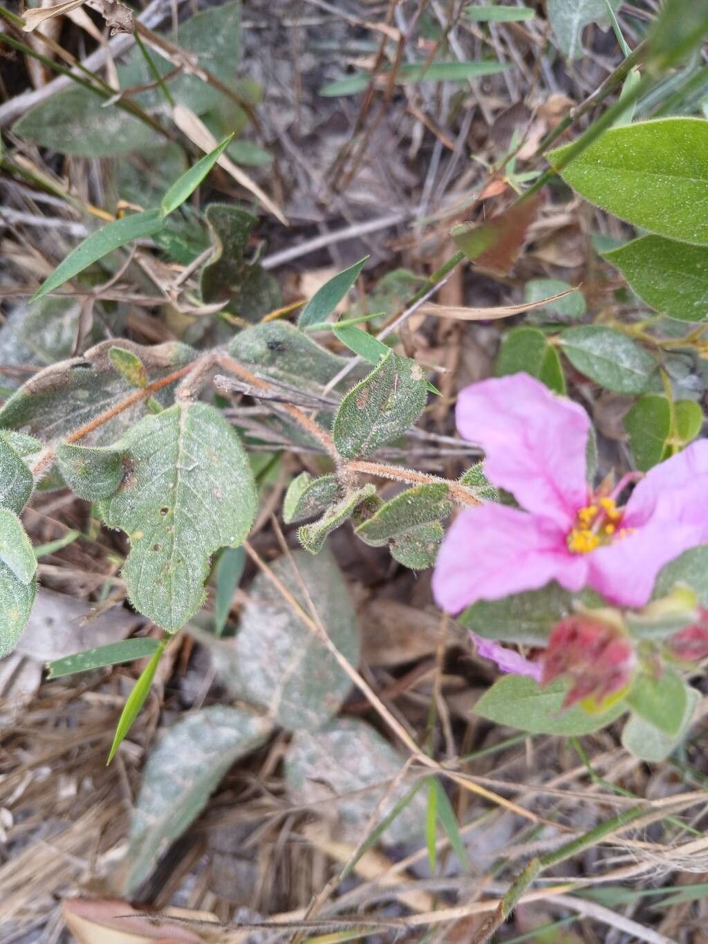 Cuphea ferruginea — search result for 'Cuphea'