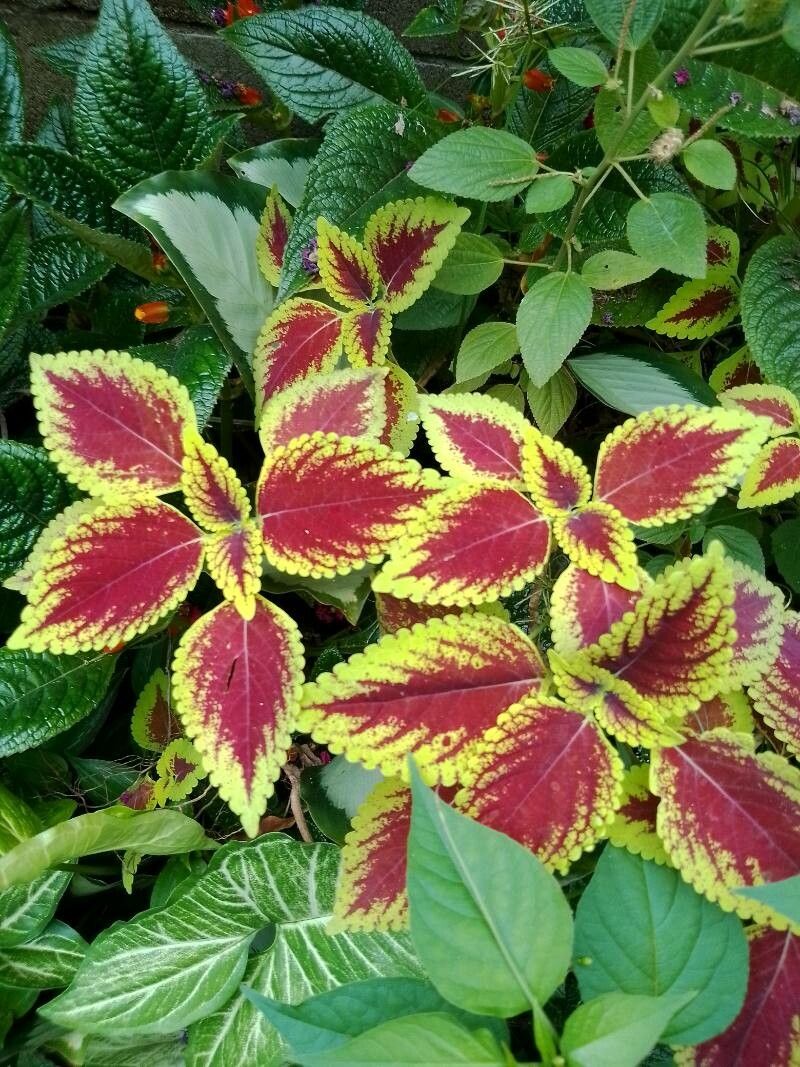 Coleus spp. flower