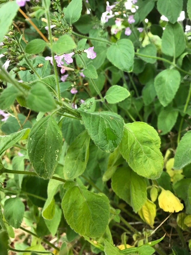 Clinopodium menthifolium — search result for 'United Kingdom'