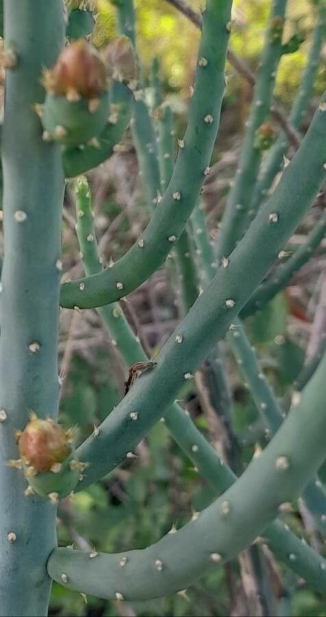 Opuntia salmiana leaf
