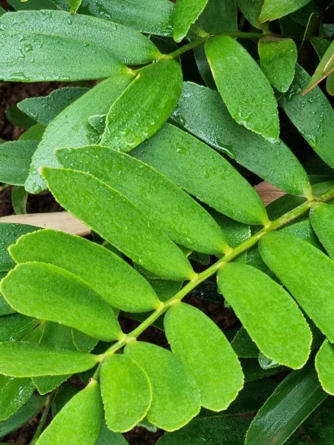 Zamia furfuracea leaf