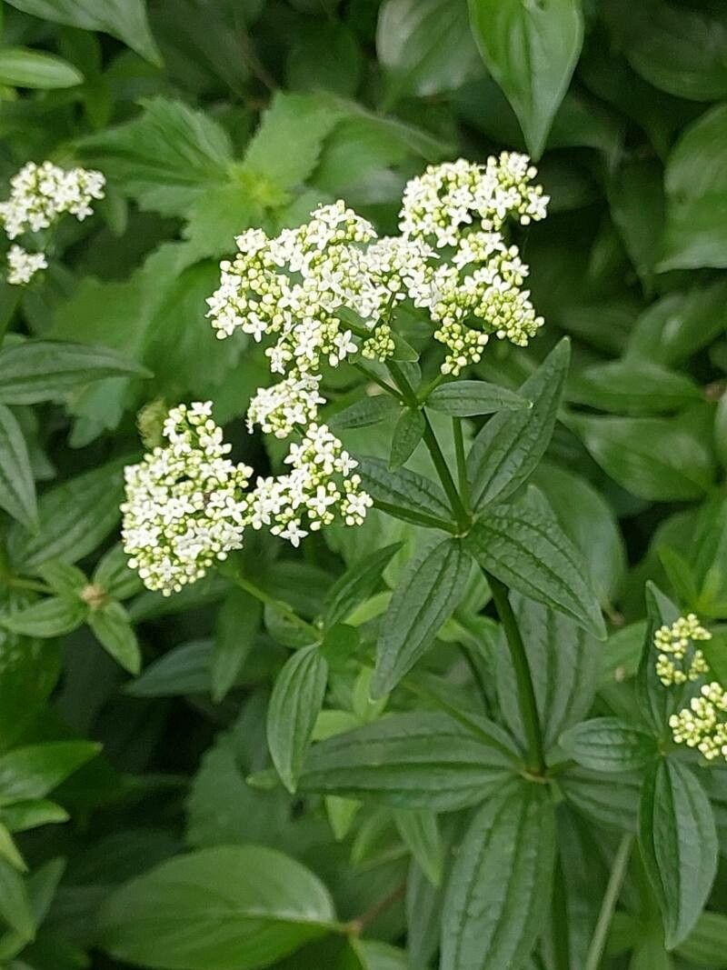 Galium rubioides leaf