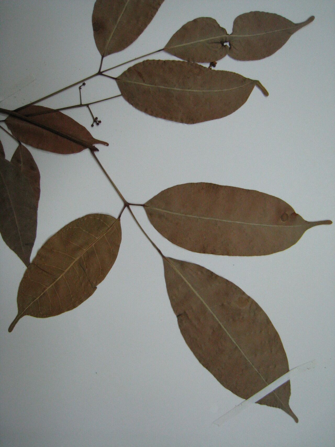 Protium plagiocarpium other