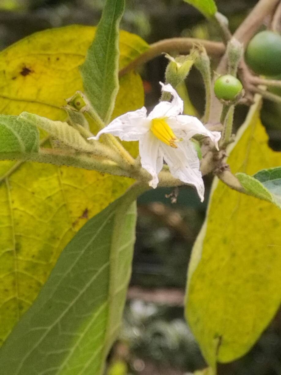 Solanum stellatiglandulosum flower