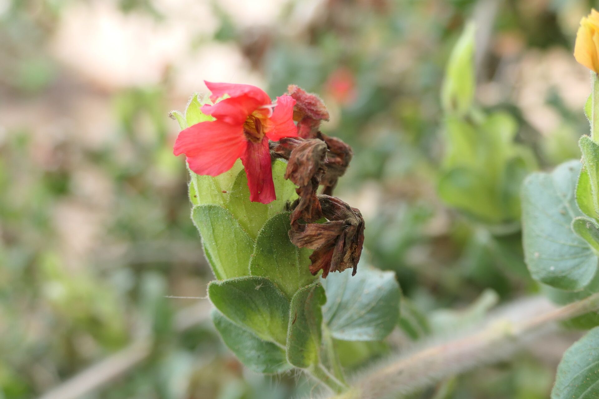 Petalidium bracteatum flower