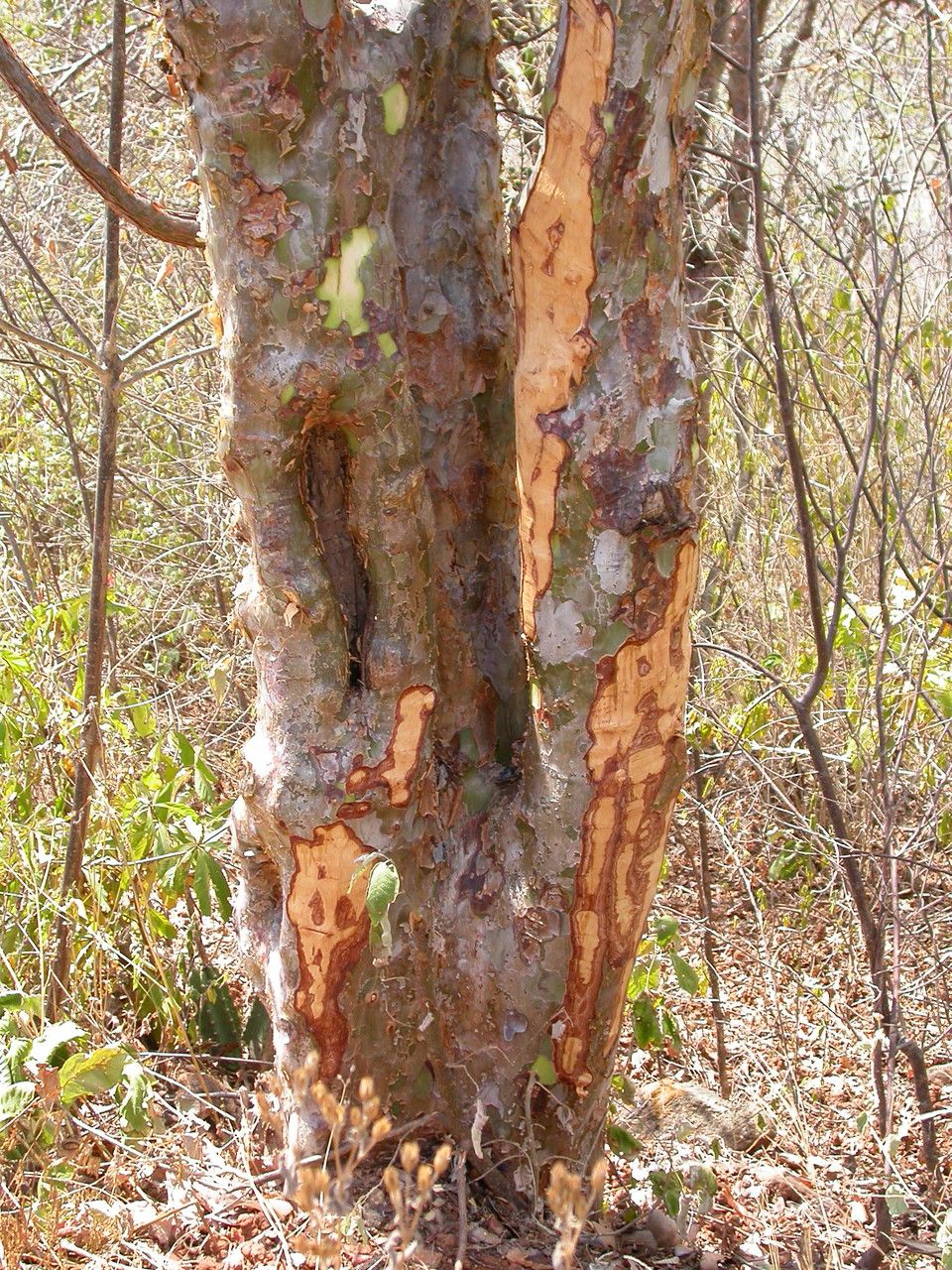 Commiphora leptophloeos — search result for 'Commiphora'