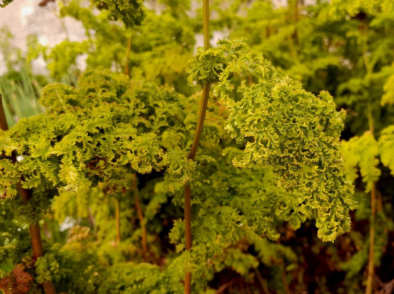 Artemisia genipi leaf