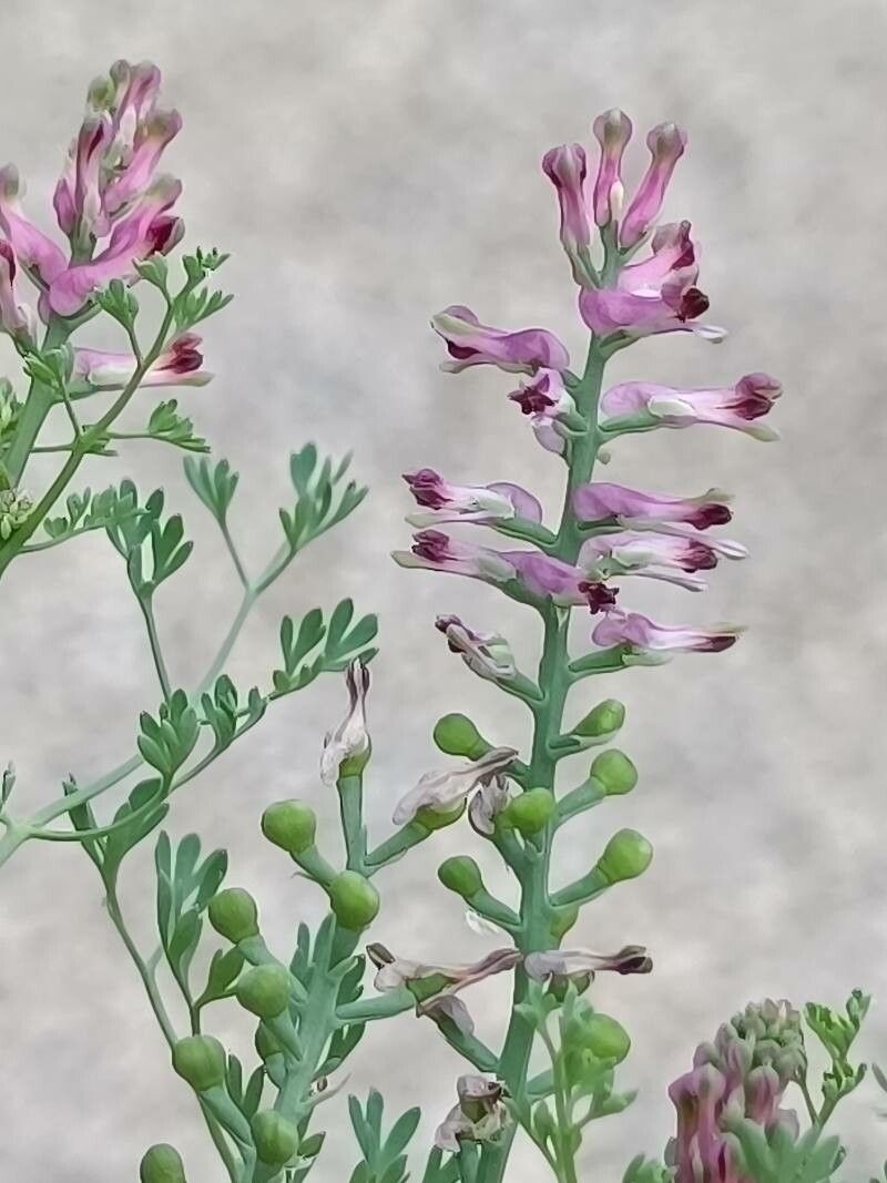 Fumaria vaillantii flower