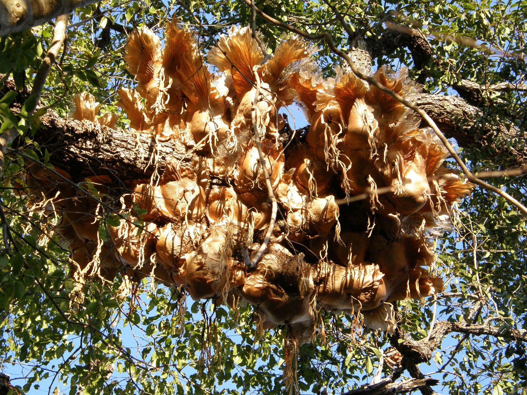 Platycerium quadridichotomum — houseplant care guide