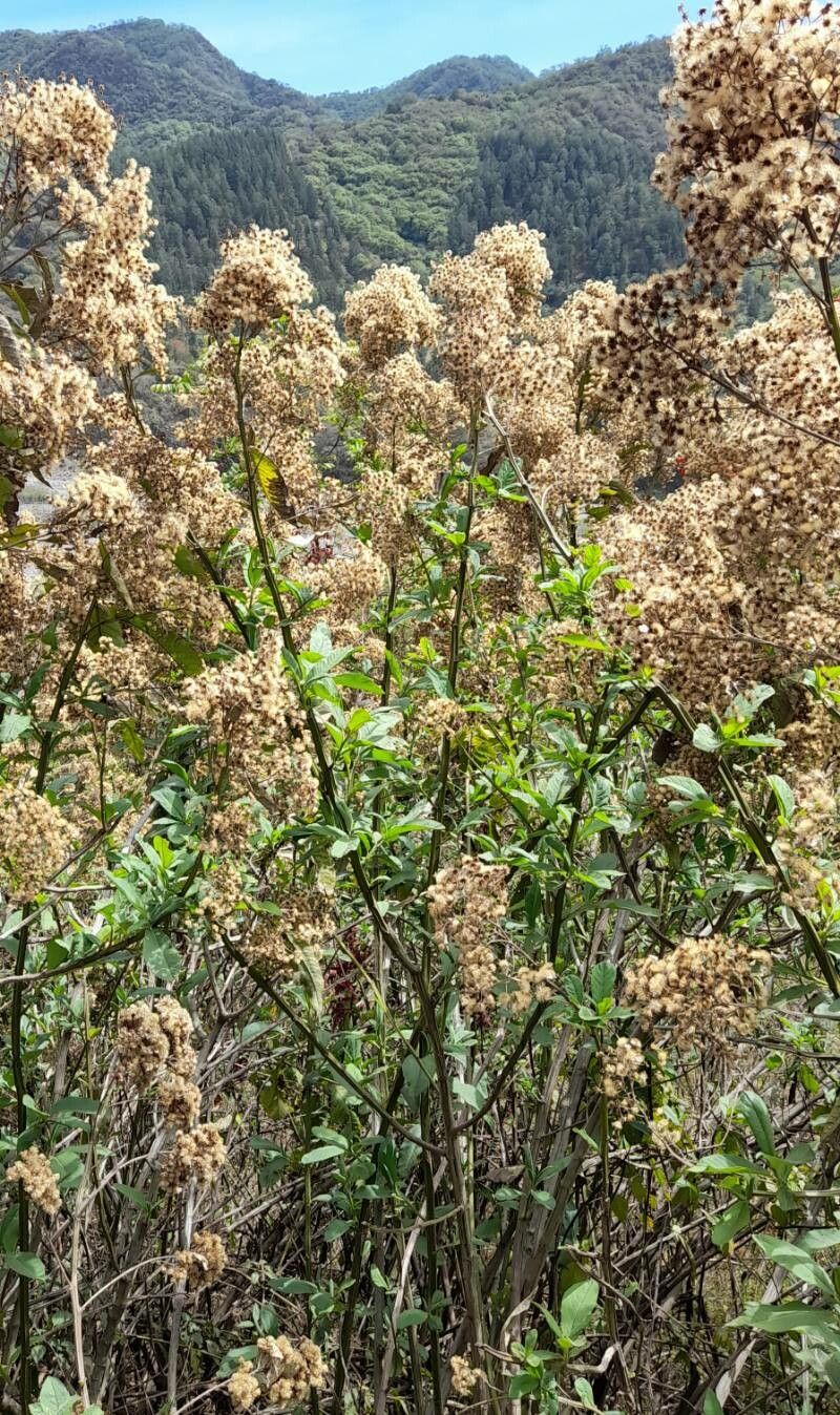 Vernonanthura pinguis habit