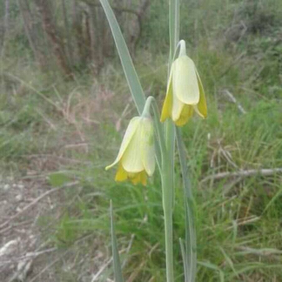 Fritillaria pudica flower