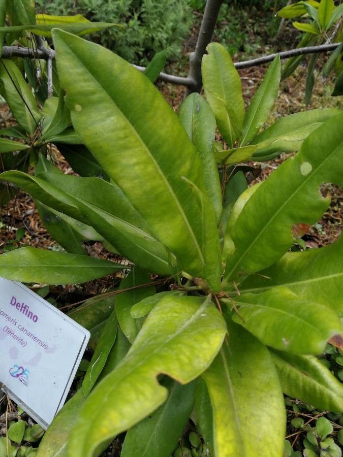 Pleiomeris canariensis — search result for 'Primulaceae'