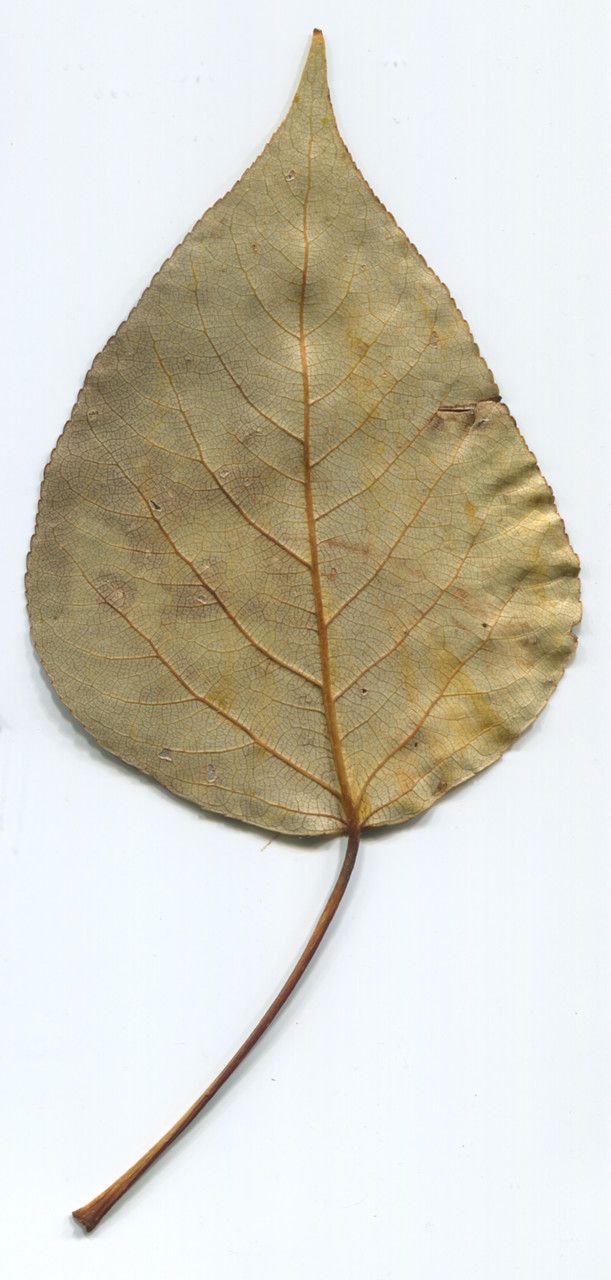 Populus yunnanensis other