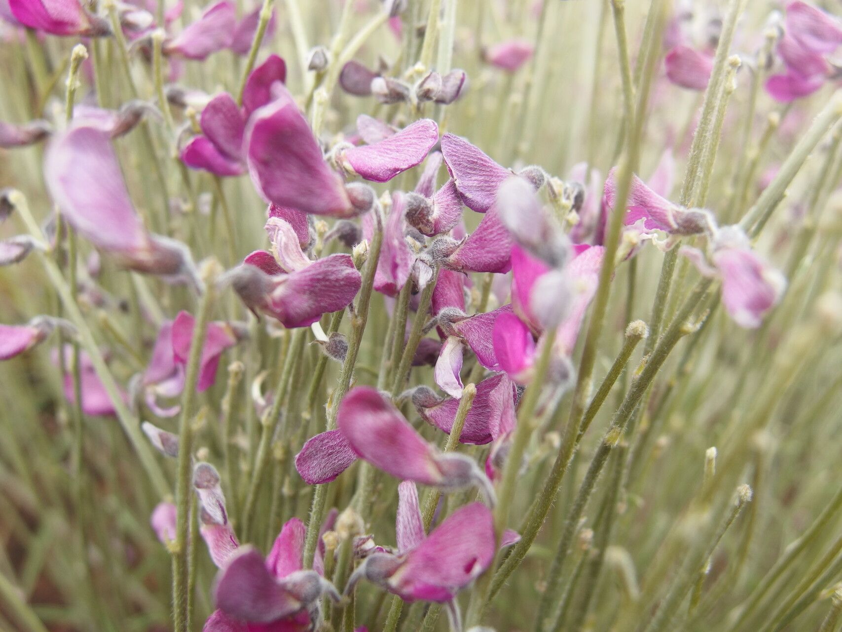 Tephrosia viguieri flower