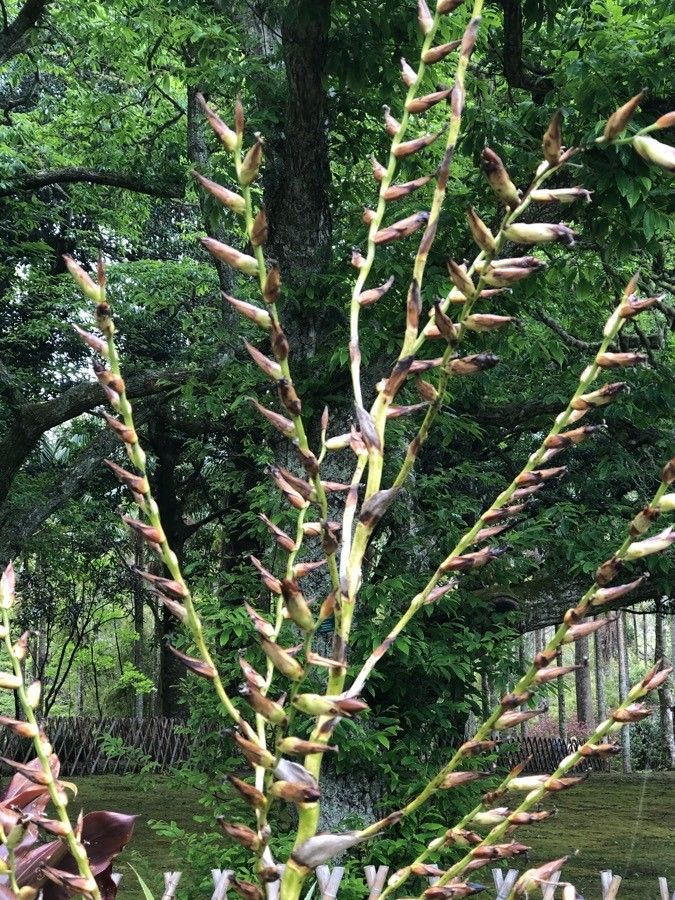 Vriesea gigantea fruit