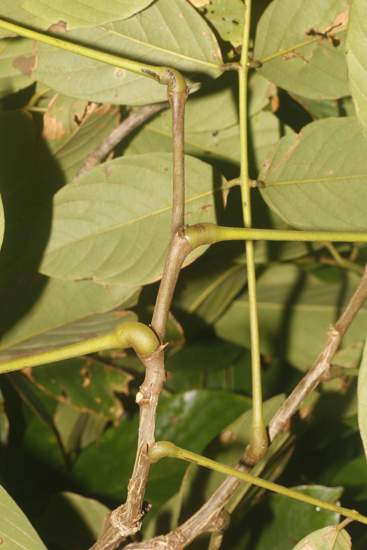 Machaerium floribundum — houseplant care guide