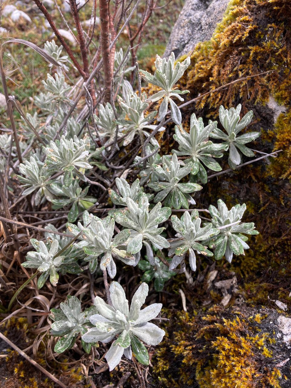 Diplostephium alveolatum — related species from the same genus