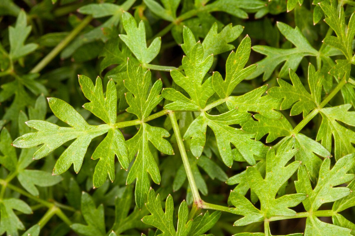 Peucedanum venetum — houseplant care guide