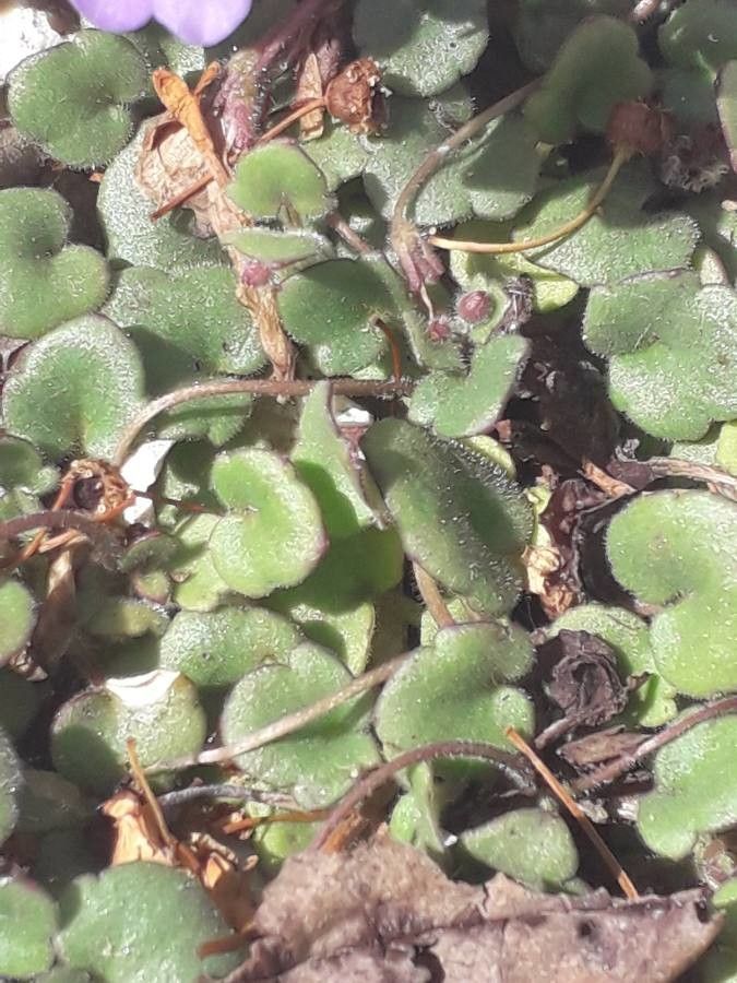Cymbalaria pallida leaf