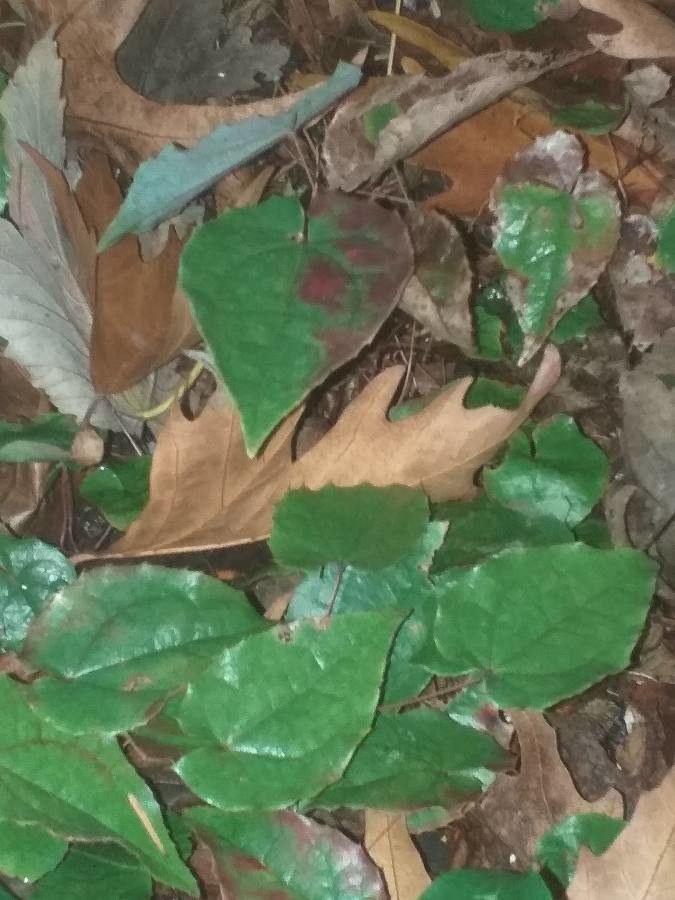 Epimedium leptorrhizum — houseplant care guide