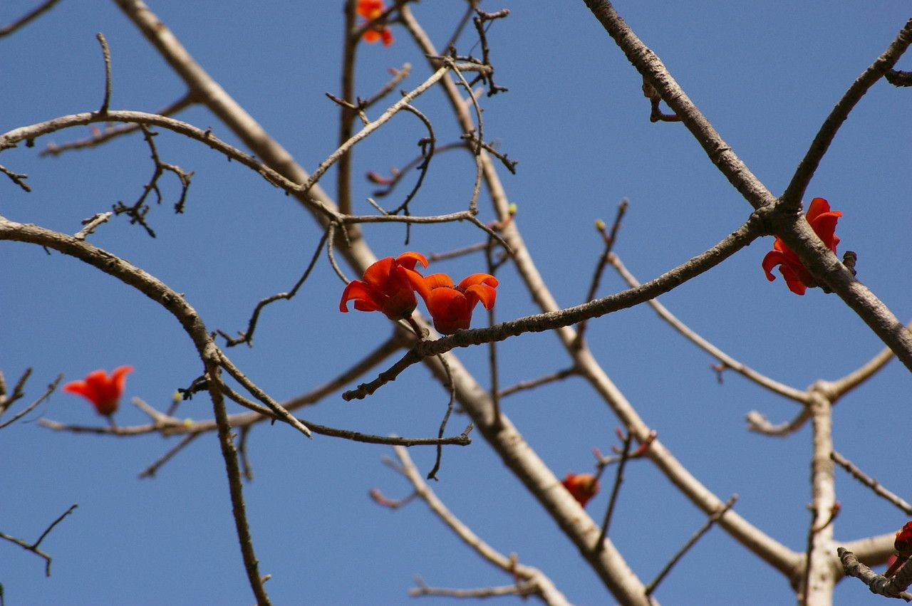 Bombax costatum fruit