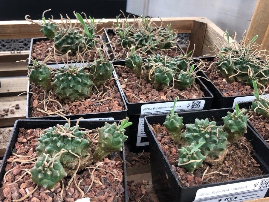 Euphorbia bupleurifolia — search result for 'Bupleurum'