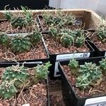 Euphorbia bupleurifolia