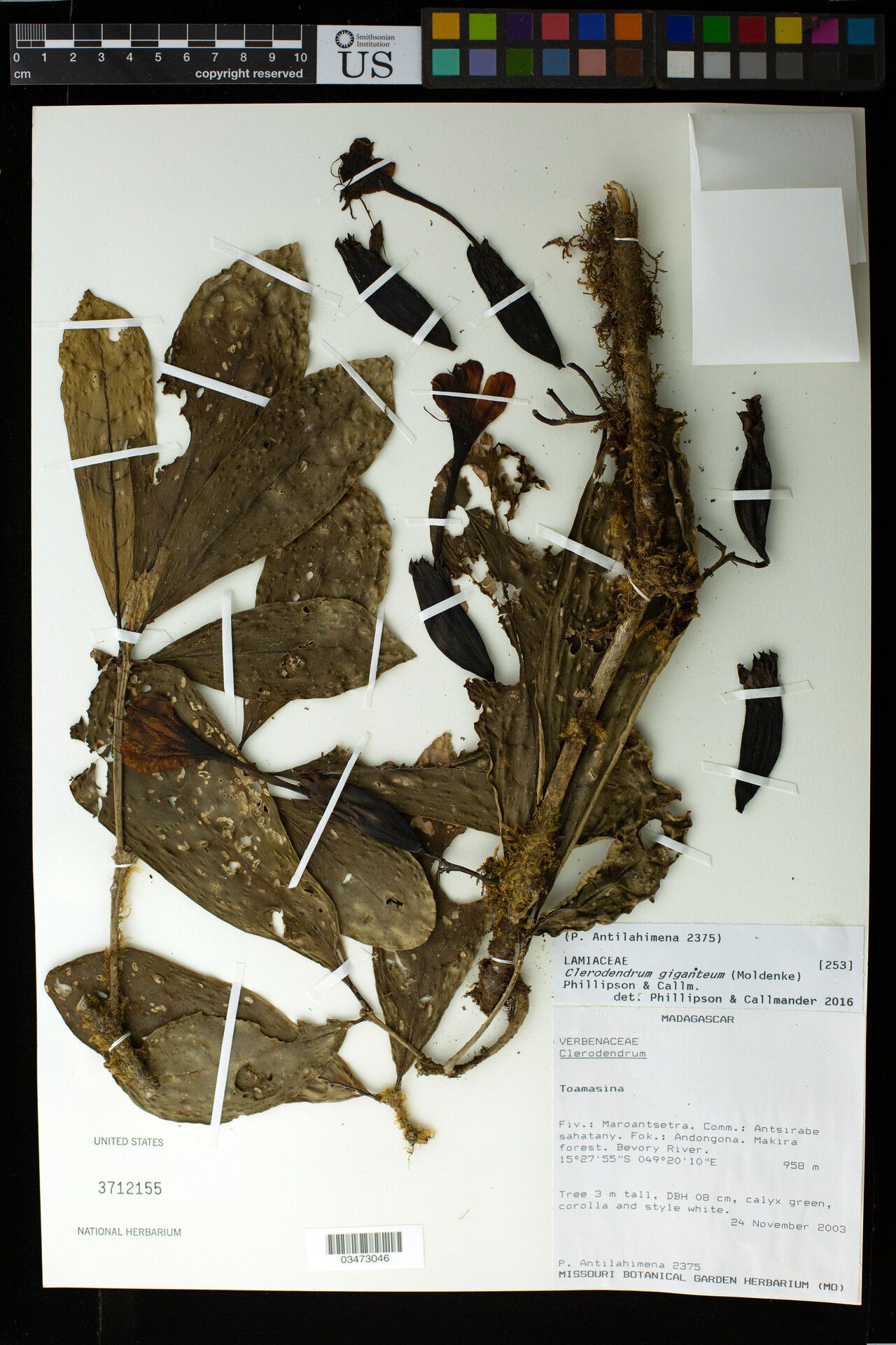 Clerodendrum giganteum — houseplant care guide