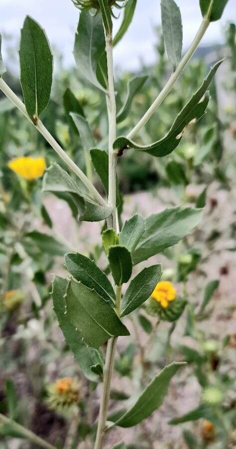 Grindelia cabrerae — houseplant care guide