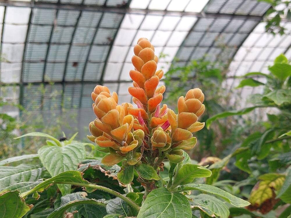 Pseuderanthemum velutinum flower