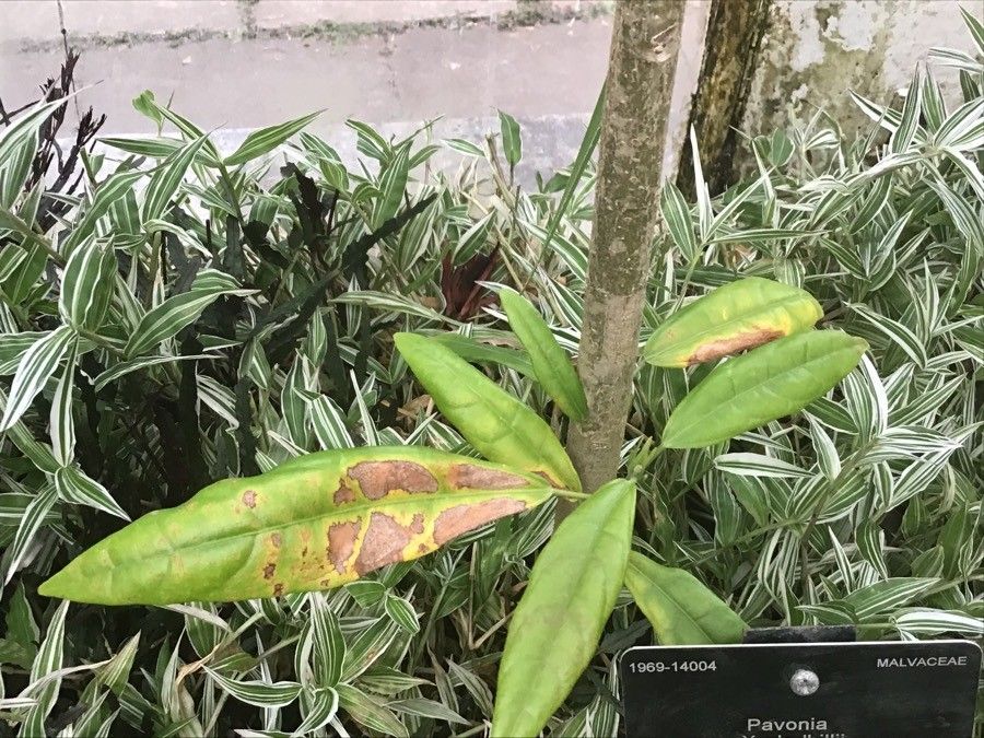 Pavonia × gledhillii — search result for 'Pavonia'