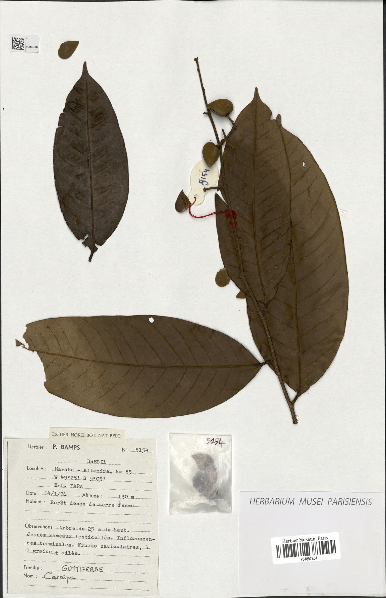 Caraipa heterocarpa leaf