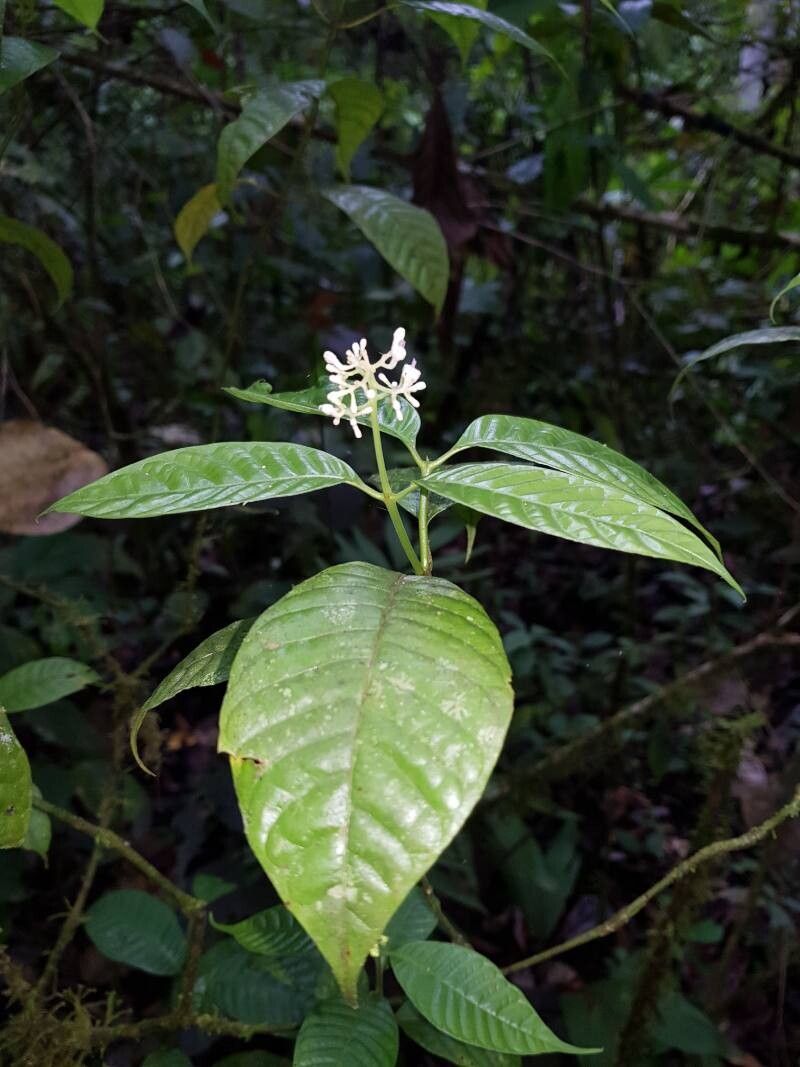 Palicourea acuminata flower