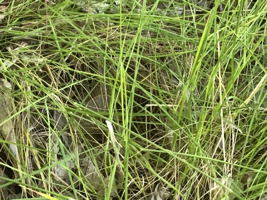 Piptochaetium bicolor — related species from the same genus