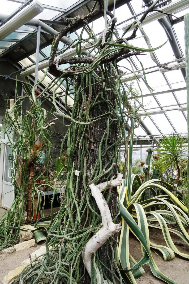 Selenicereus macdonaldiae leaf