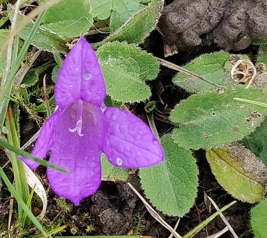 Campanula rainerii habit
