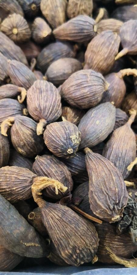 Veitchia merrillii fruit