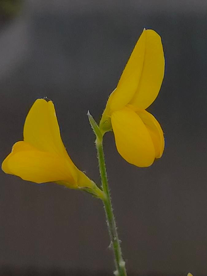 Genista maderensis flower