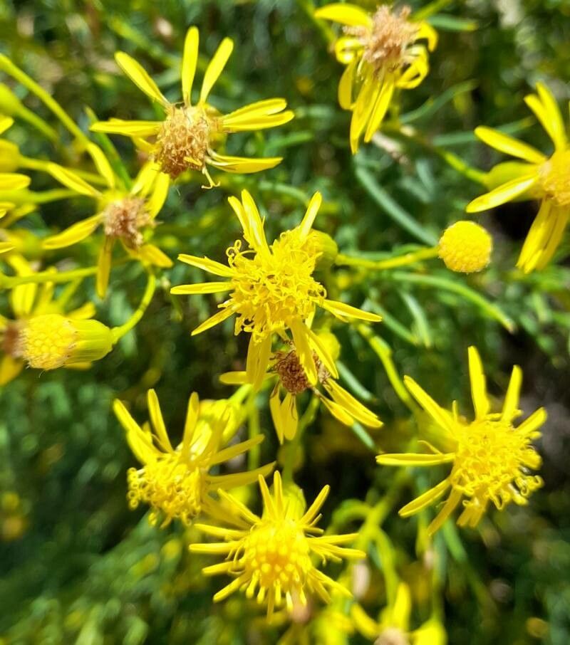 Senecio pampeanus flower