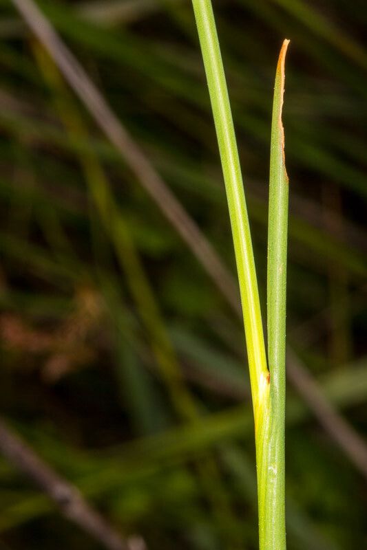 Juncus subulatus bark