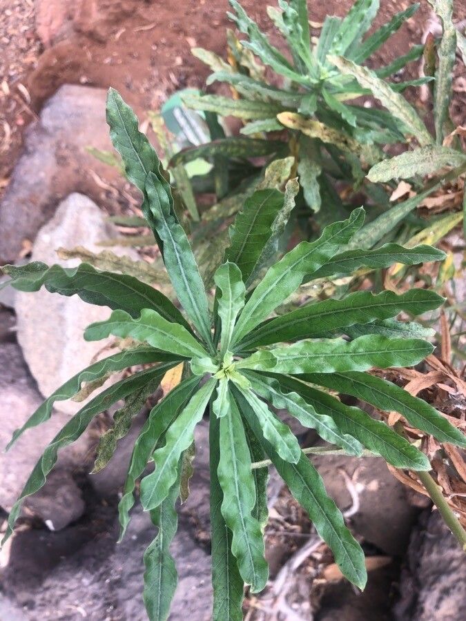 Carlina salicifolia — search result for 'Carlina'