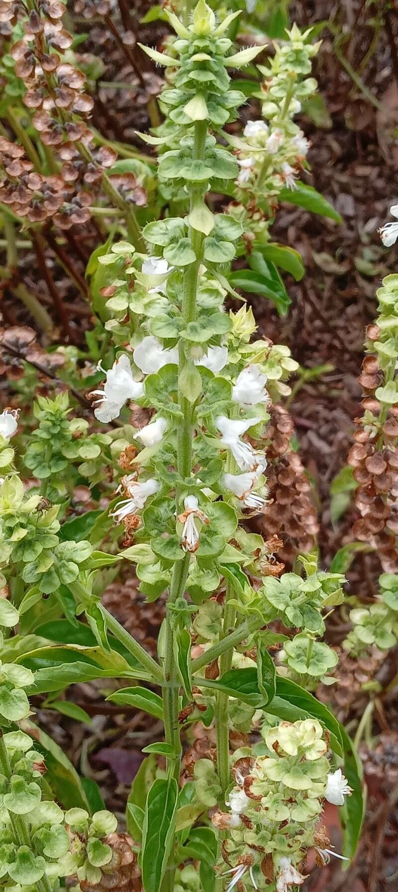 Ocimum × africanum flower
